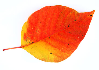 red leaf heart on white photo