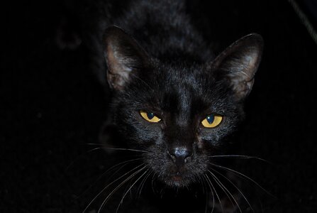 Black cat pet feline look