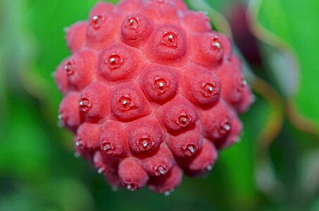 Ornus kousa dogwood cornus photo