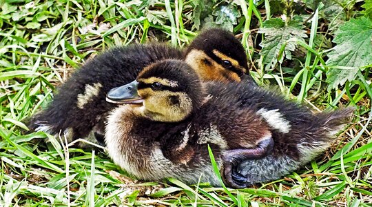 Lake duck babies