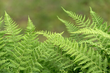Green Ferns Free Photo