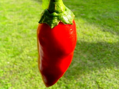 Background bell pepper grass plants photo