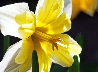 Blossom blossoming botany photo