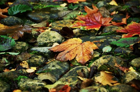 Golden autumn leaves in the autumn autumn leaf