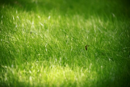 Summer closeup green grass