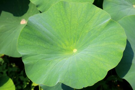 Green plant garden