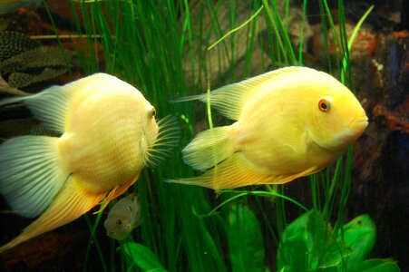 Underwater world underwater yellow