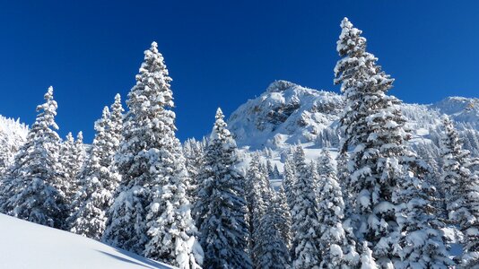 Snow landscape trees mountain photo