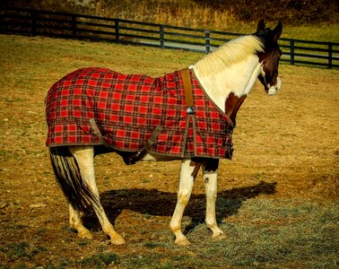 Horse sheet equine pasture photo