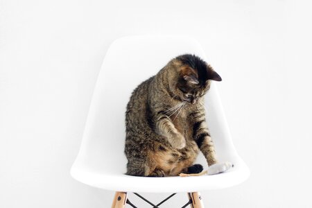 Cat White Chair Minimal photo