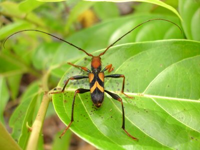 Long-horned beetles longicorns insect bug