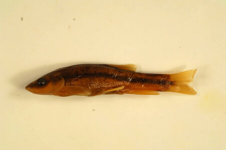 Rhinichthys atratulus-1