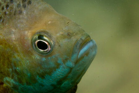 Bluegill on nest-1