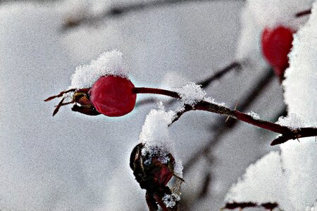 Frozen wild rose fruit