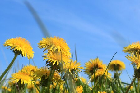 Agriculture beautiful flowers blooming