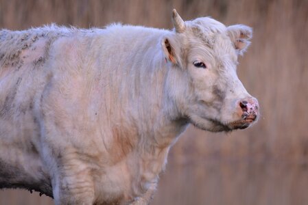 Animal beef nature