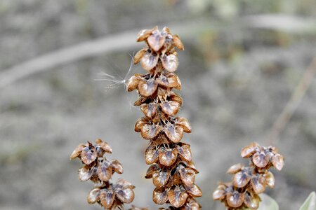 Basil dry dry season photo