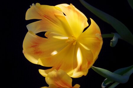 Plant flower yellow