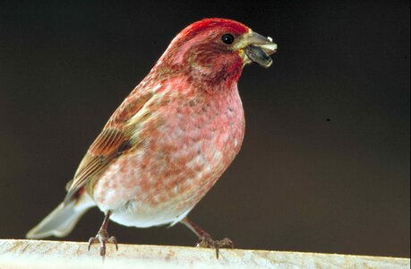 Beak bird close