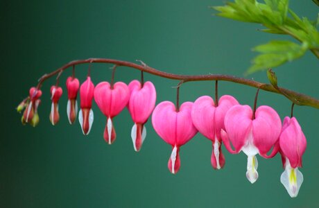 Bloom pink macro