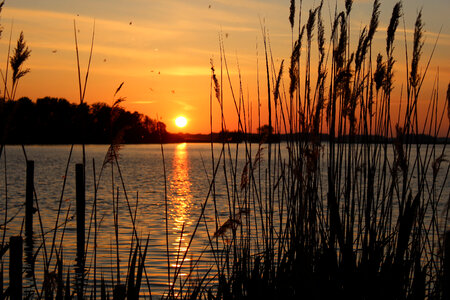 Sunset landscape beyond the reeds photo