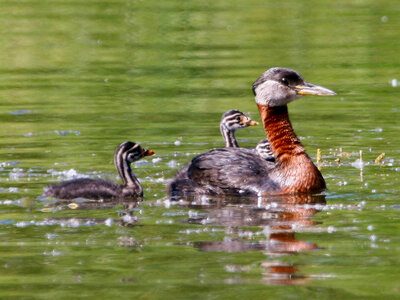 Red-necked Grebe with Young photo