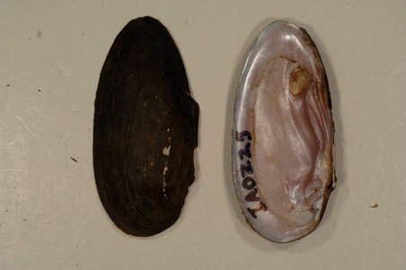 Elliptio dilatata-5