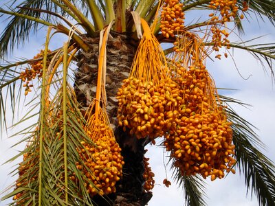 Phoenix dactylifera fruits seeds photo