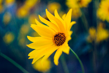 Yellow Daisy Close-Up with Blurred Background photo