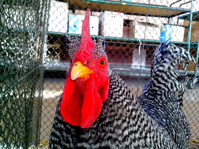 Bantam chicken chief photo