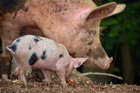 Pigtail pig-tail pig tail photo