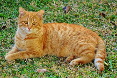 Kitten kit ginger