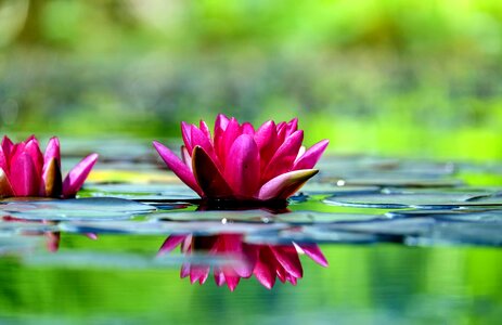 Beautiful Flowers beautiful image beautiful photo