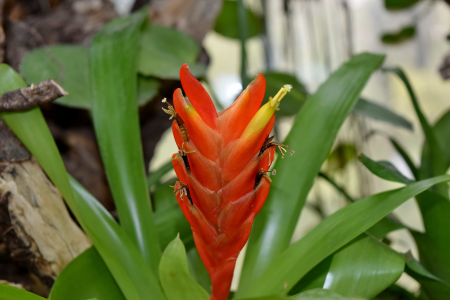 Pistil pollen rain forest