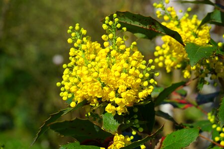 Yellow bush stechdornblättrige mahonie photo