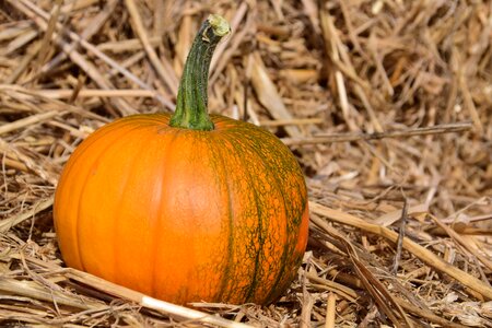 Agriculture autumn autumn season