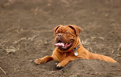 Dog de bordeaux french mastiff moloss photo