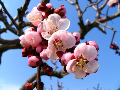 Spring plant cherry blossom