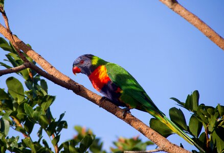 Bird australian wild
