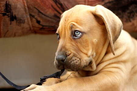 Sadface Dog Face with cute blue eyes photo