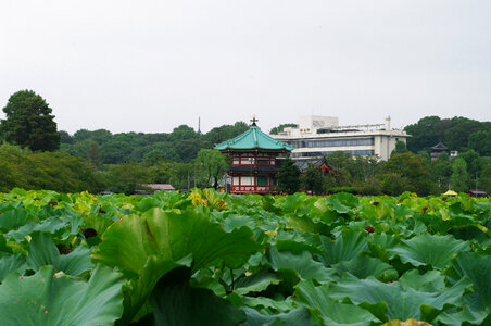 6 Sinobazunoike