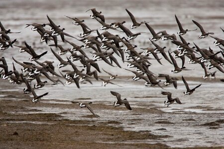 Bird flock landing photo