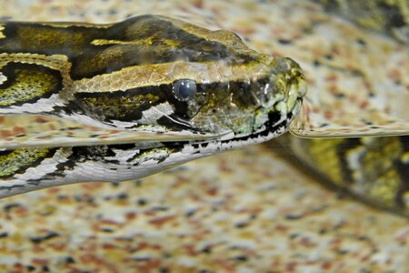 Nature water snake reptile photo