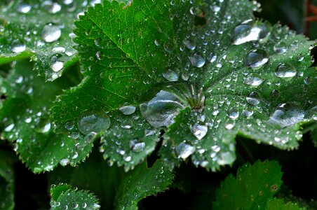 Mountain flower silbermaenteli raindrop