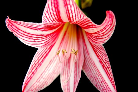 Floral design white flower photo