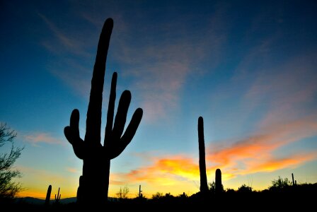 Landscape cactus mountains