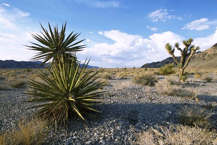 Desert  