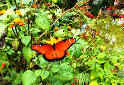 Plants mexican sunflowers photo