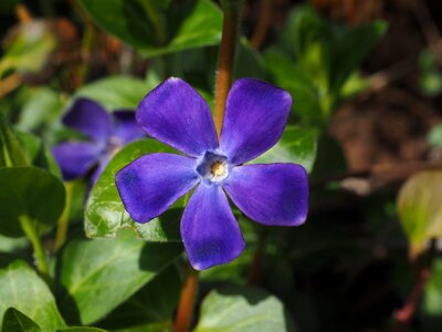 Bloom purple violet photo