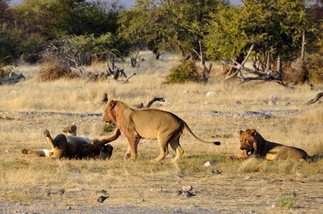 Animals etosha namibia photo